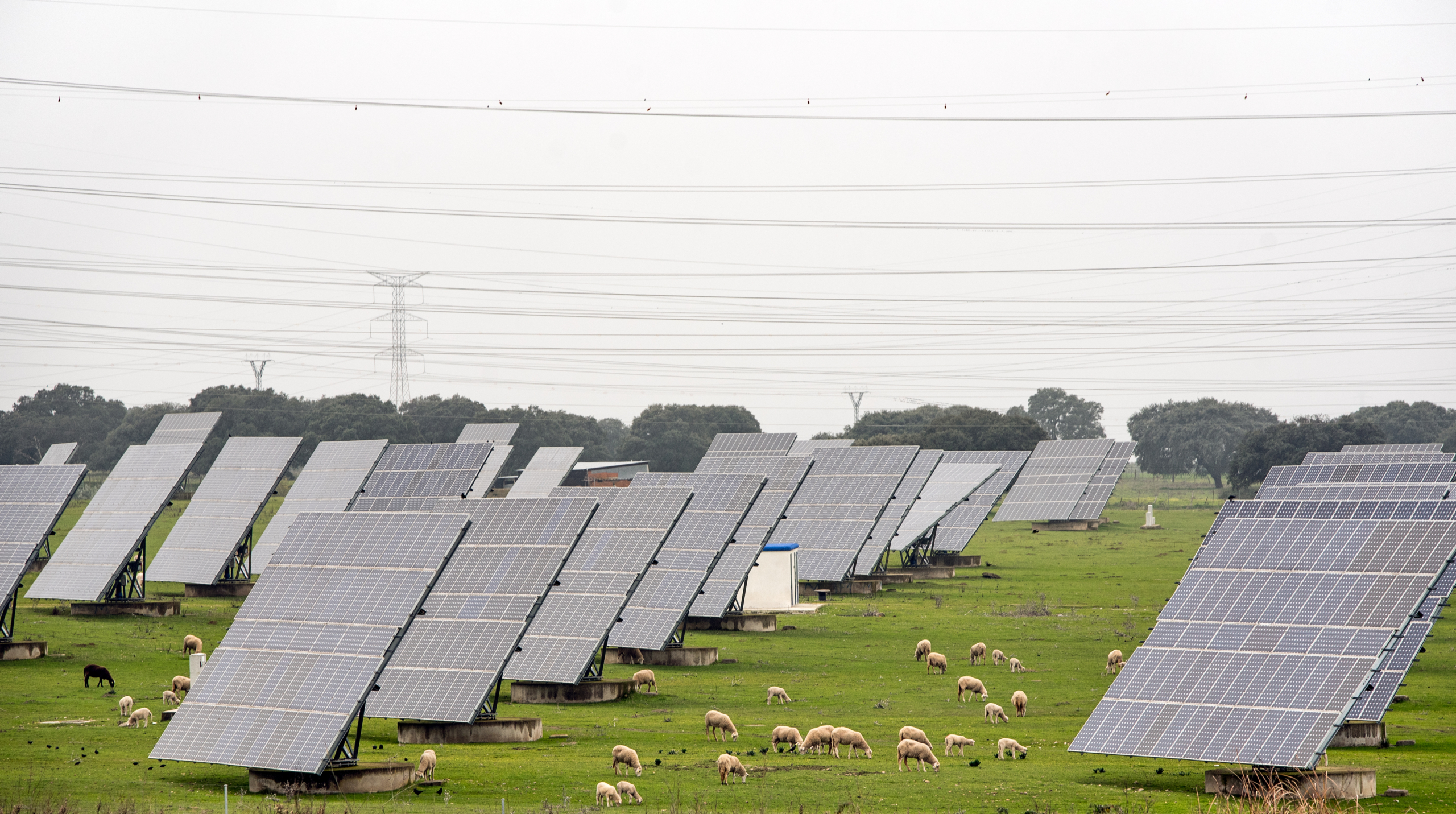Photovoltaic power station in the middle of a field with sheep's